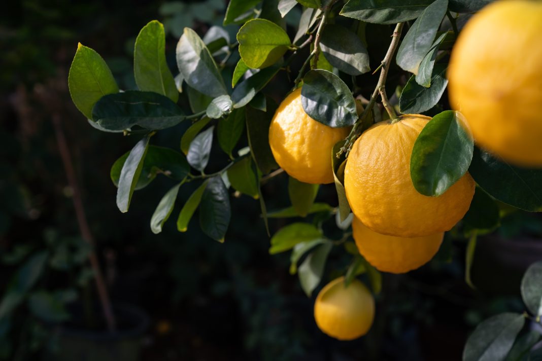 Сочи станет центром селекции мандаринов, чая и фейхоа