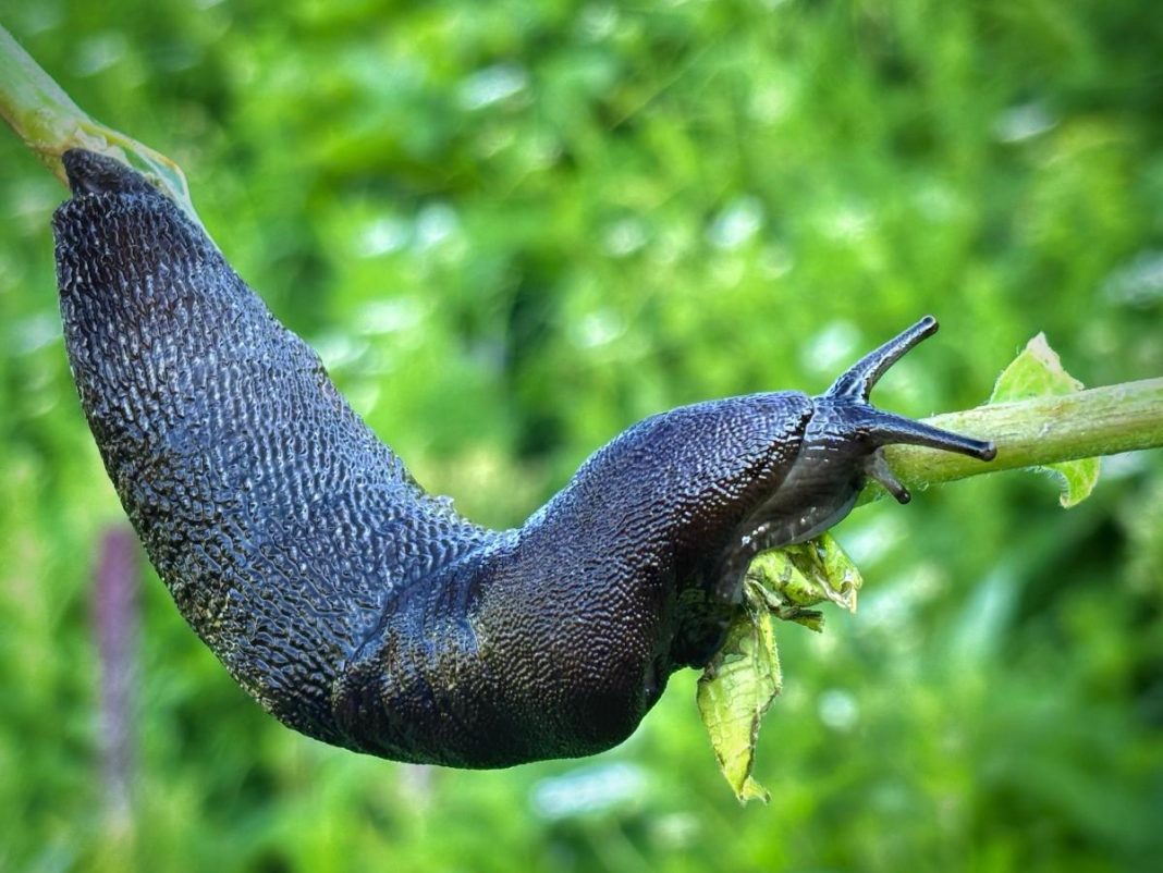 Редкий и зубастый: в Сочи обитает гигантский слизень-рекордсмен