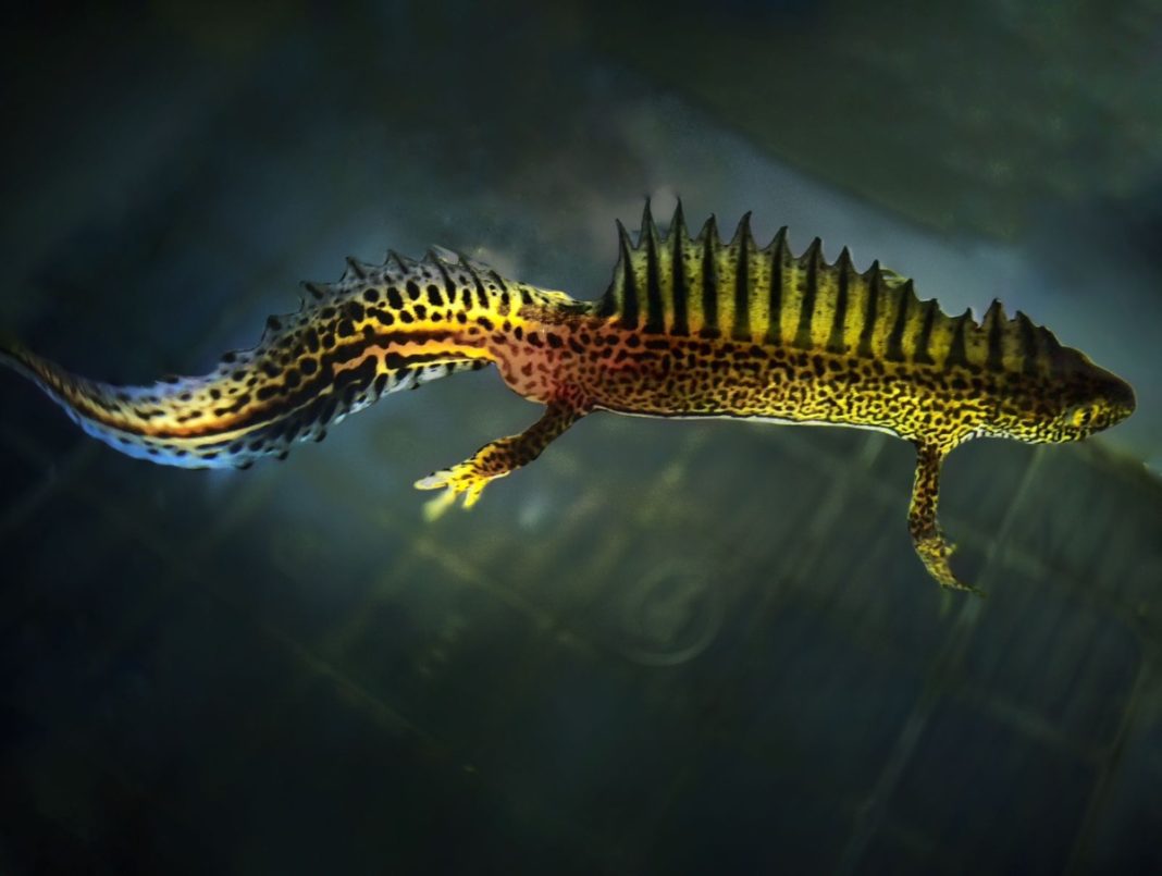 Сочинский супертритон: самое живучее земноводное Кавказа восстанавливает органы