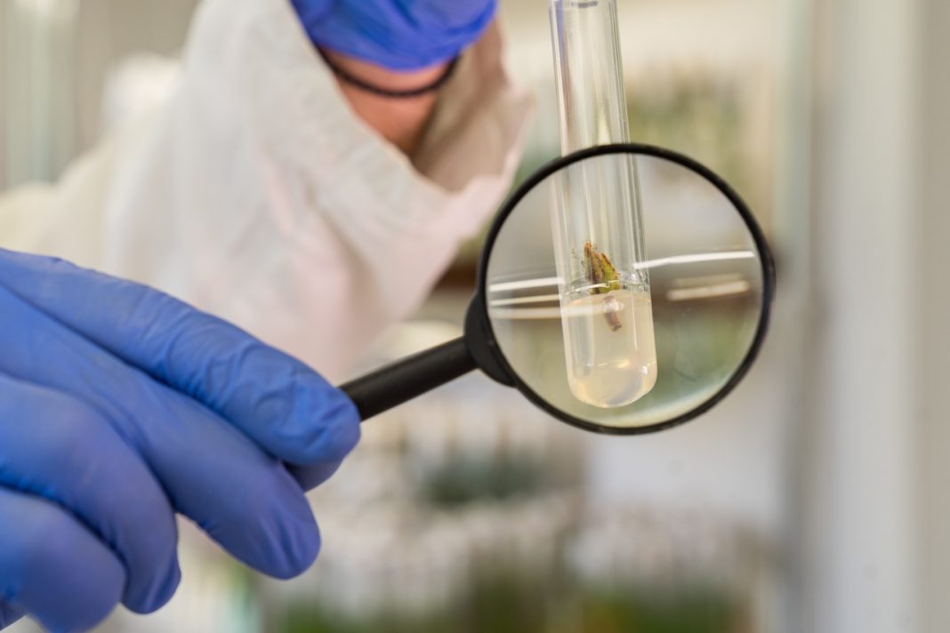 Фундук будущего: в Сочи тестируют уникальные технологии микроразмножения