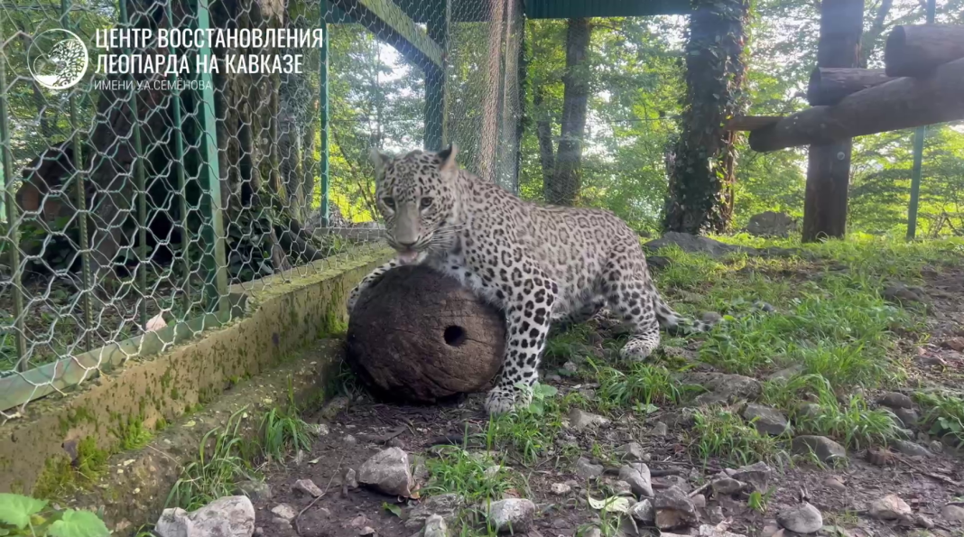 История Умки: сочинский центр показал подросшего леопарда, брошенного матерью — видео