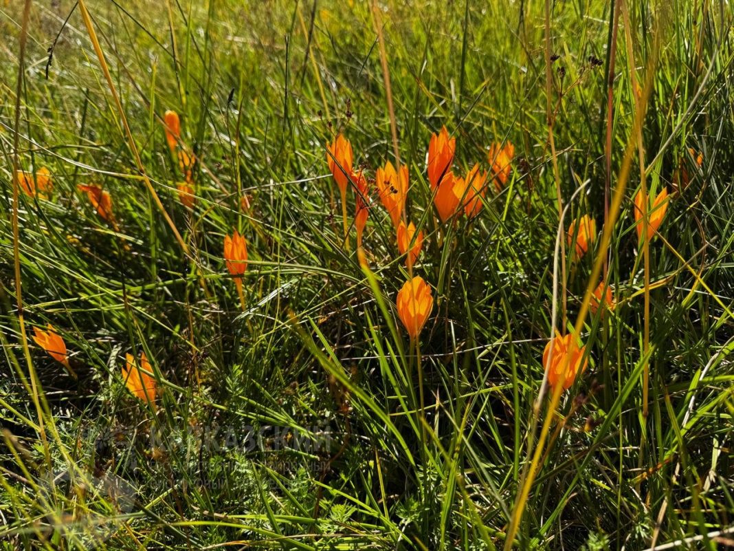Шафран Шарояна заметили в горах Сочи: уникальный первоцвет является предвестником осени
