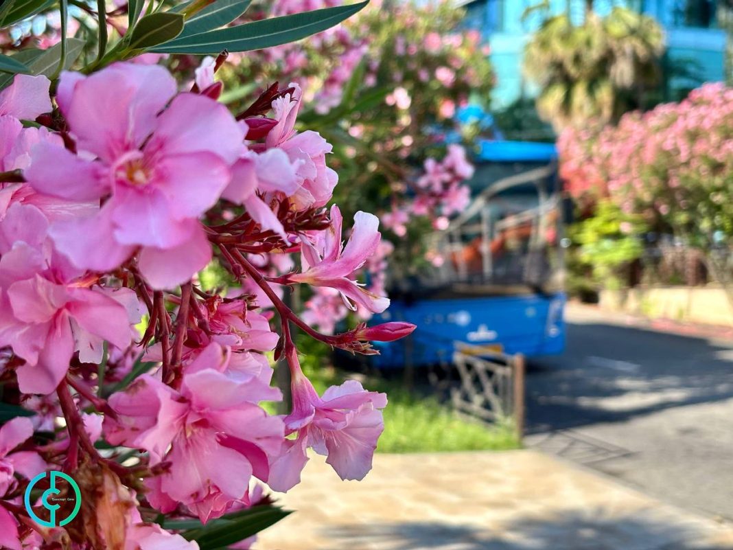 9 декабря в Сочи реорганизуют схему движения по улице Горького