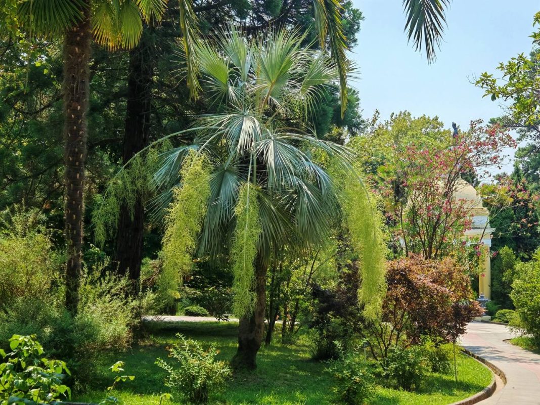 Голубая пальма пустыни цветет в сочинском «Дендрарии»: это единственный парк в России, где можно ее увидеть