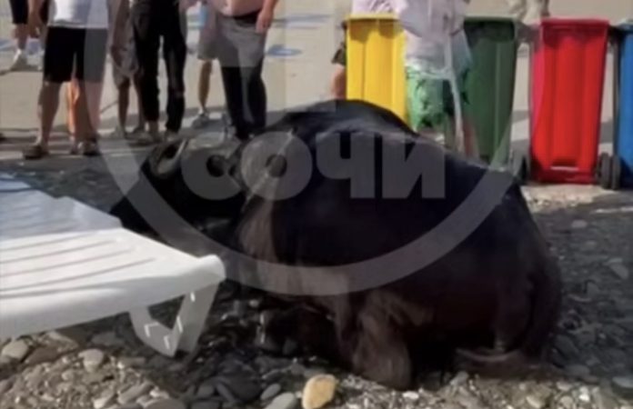 Шторм принес на берега Сочи быка из соседней Абхазии