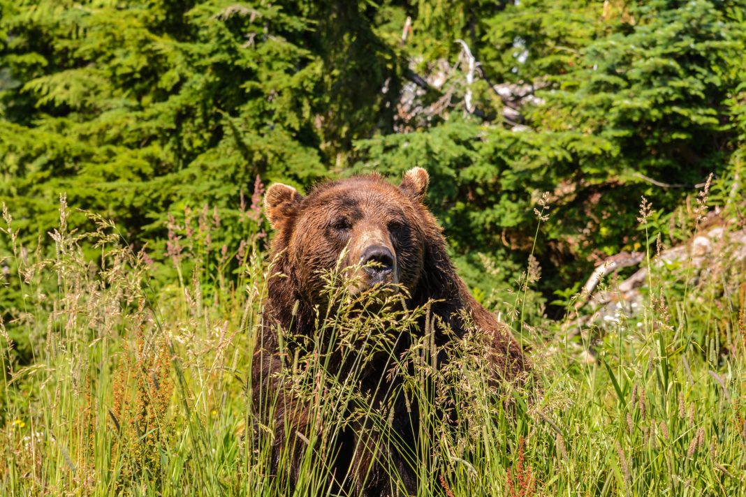 Браконьер застрелил бурого медведя на заповедных землях Сочи