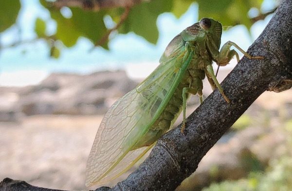 Летние симфонии: стрекот цикад бьет рекорды громкости в парках Сочи