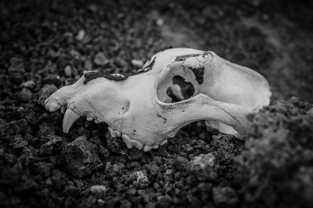 В Адлере началась расчистка пещеры Бережного: в ней нашли бытовой мусор и кости животных