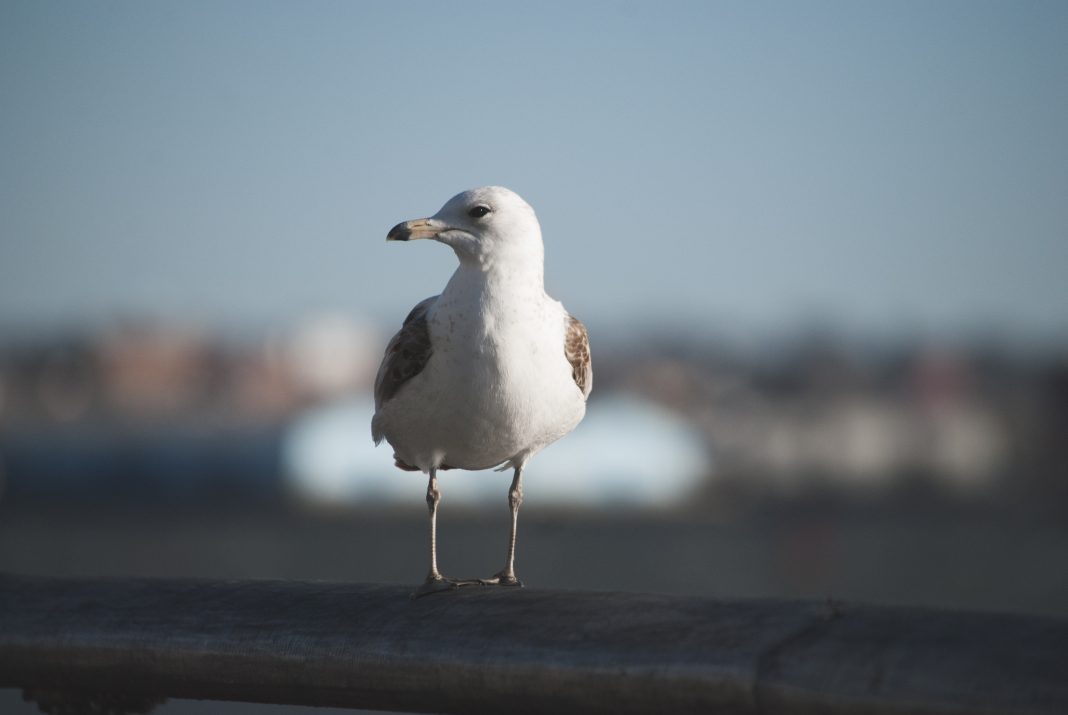 В Сириусе нашли чайку, которая не может летать: она находилась в фонтане на Медальной плошади