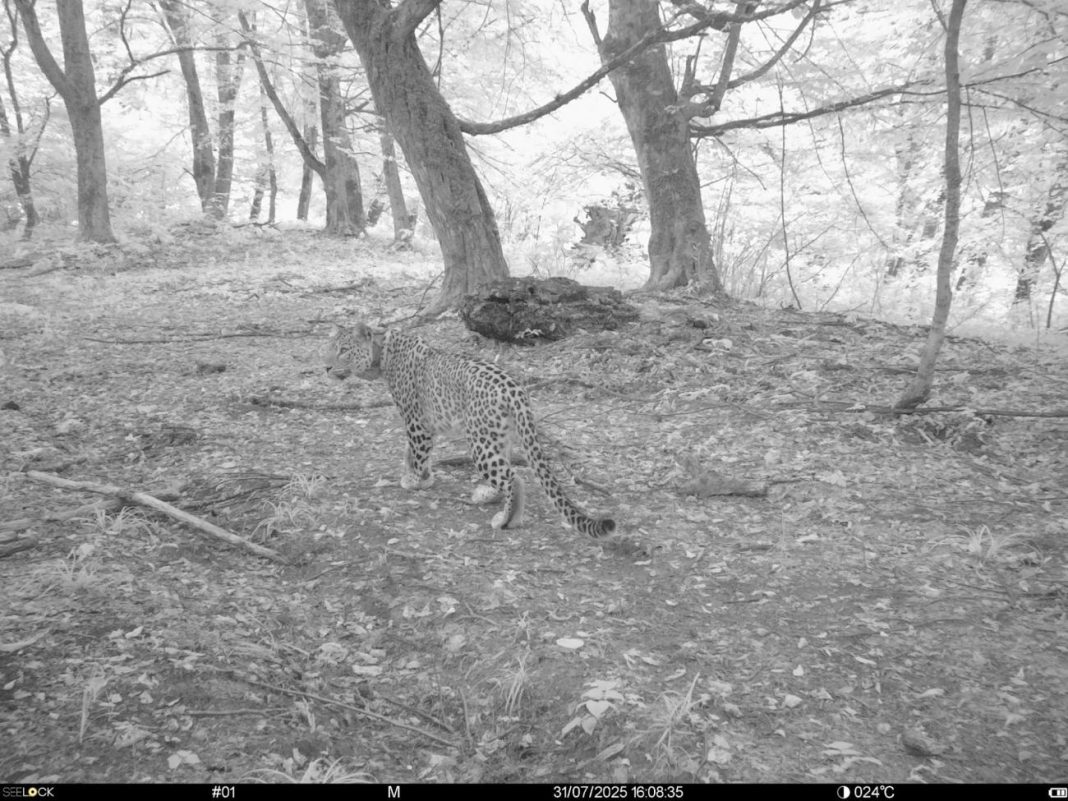 Снимки подтверждают: самка леопарда Хоста из Сочи успешно освоилась в дикой природе Кавказа