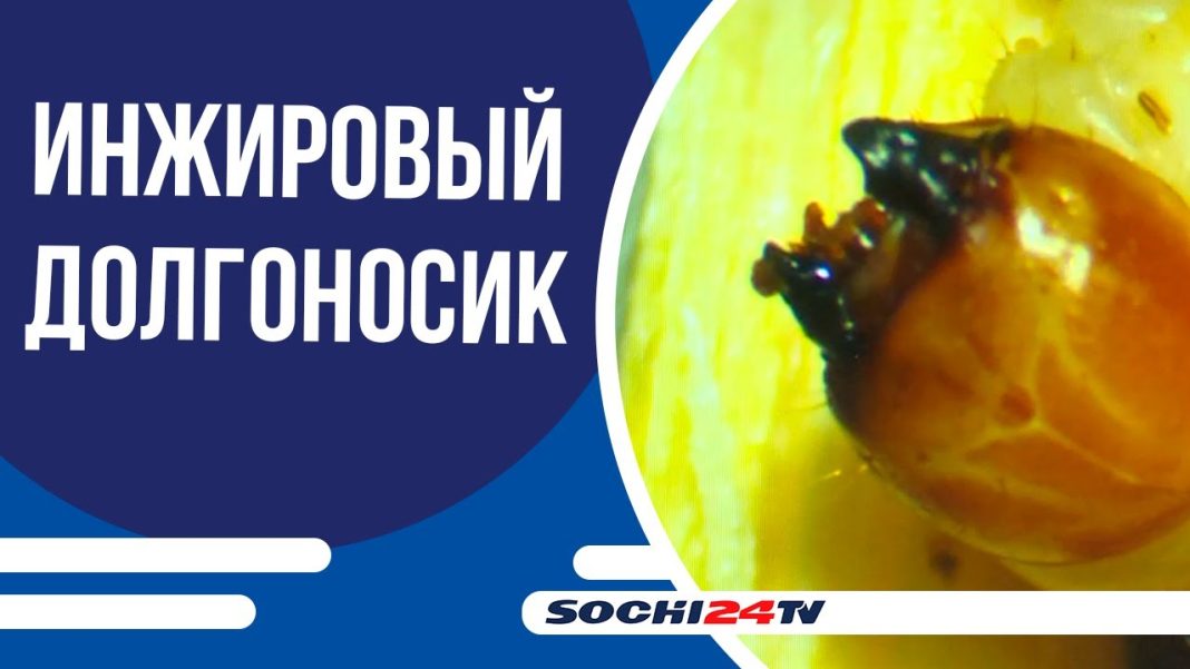 Инжир под угрозой: тайваньский долгоносик атакует сады Сочи