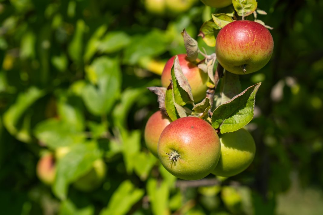 Живой банк генов: ученые Сочи защитили урожай с помощью коллекции яблонь