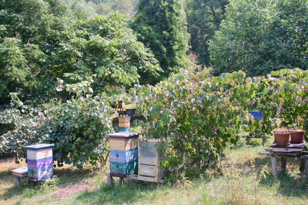 Горный кавказский мед: сочинские пчеловоды увеличили производство