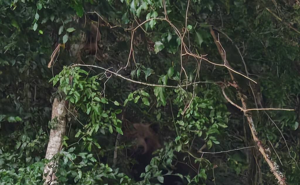 «Медвежья прогулка» в Сочи: два косолапых потревожили покой жителей Макаренко