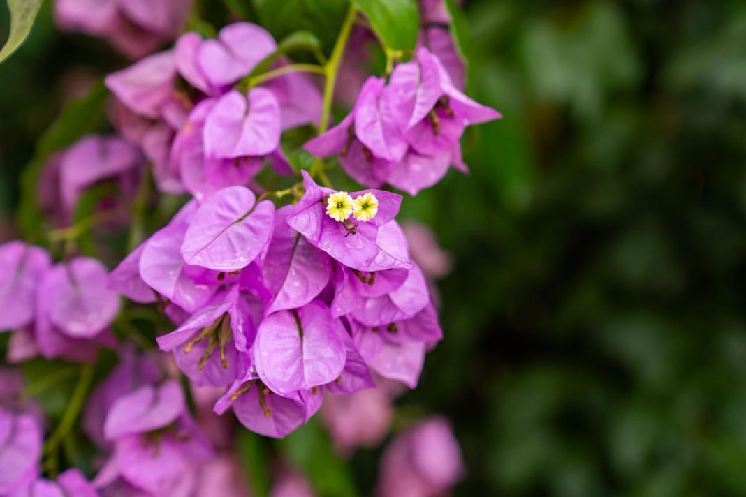 В Сочи цветет удивительная бугенвиллея: увидеть ее можно в ботаническом саду «Дерево Дружбы»