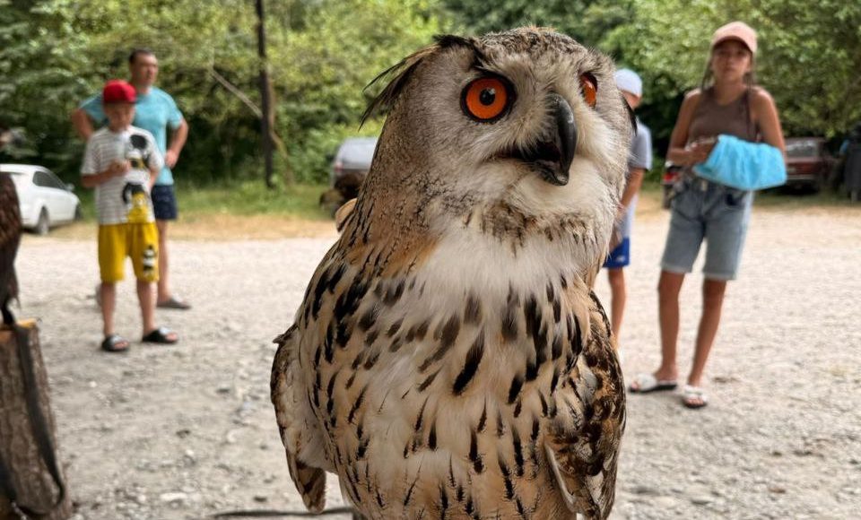 Фото за жестокость: в Сочи пресекли незаконные съёмки с краснокнижными птицами