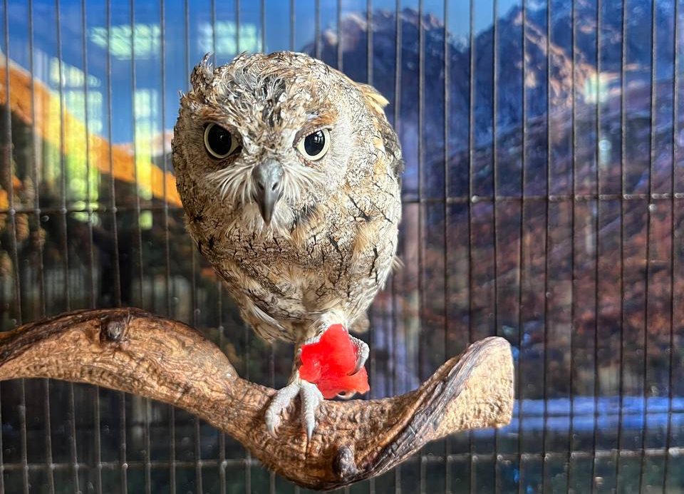 Совенок Географ из Сочи полюбил арбузы: пернатый талисман Географического общества покорил сердца гостей