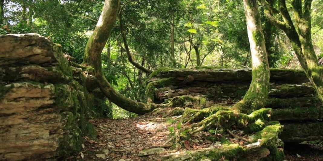 В Сочи временно ограничен спуск к реке в Тисо-самшитовой роще