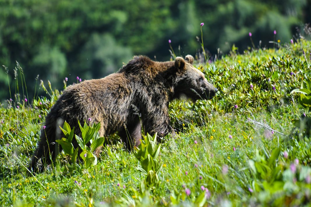 До 450 особей: в Кавказском заповеднике подсчитали бурых медведей
