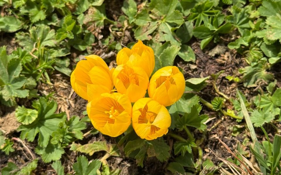 На горном курорте «Роза Хутор» расцвели краснокнижные крокусы