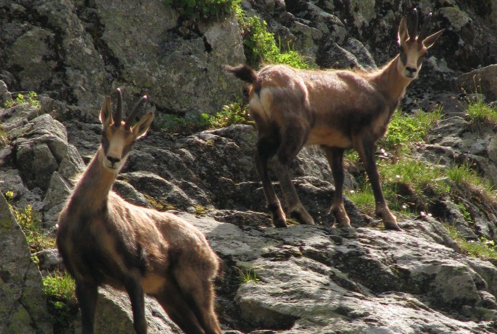 Кавказский заповедник подвел итоги учета туров и серн
