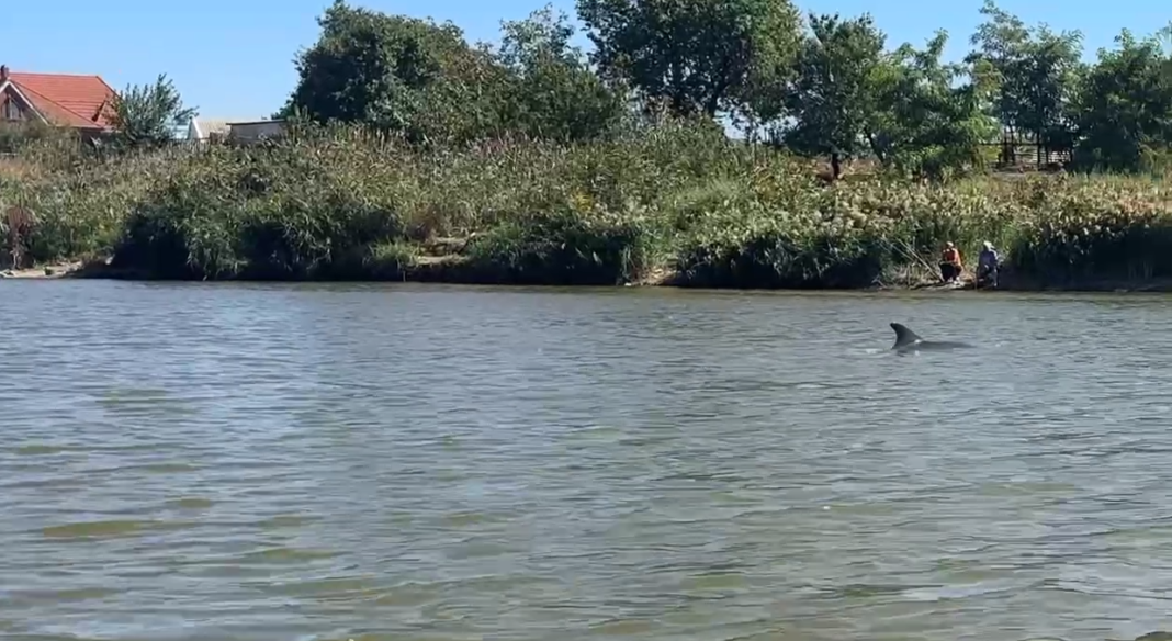 Уникальная афалина в реке Бейсуг: специалисты заняли выжидательную позицию