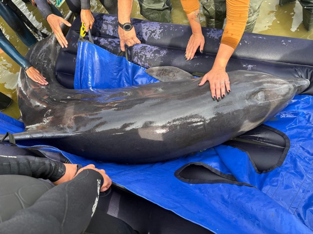 Попавший в беду краснокнижный дельфин Афалина вернулся в Черное море