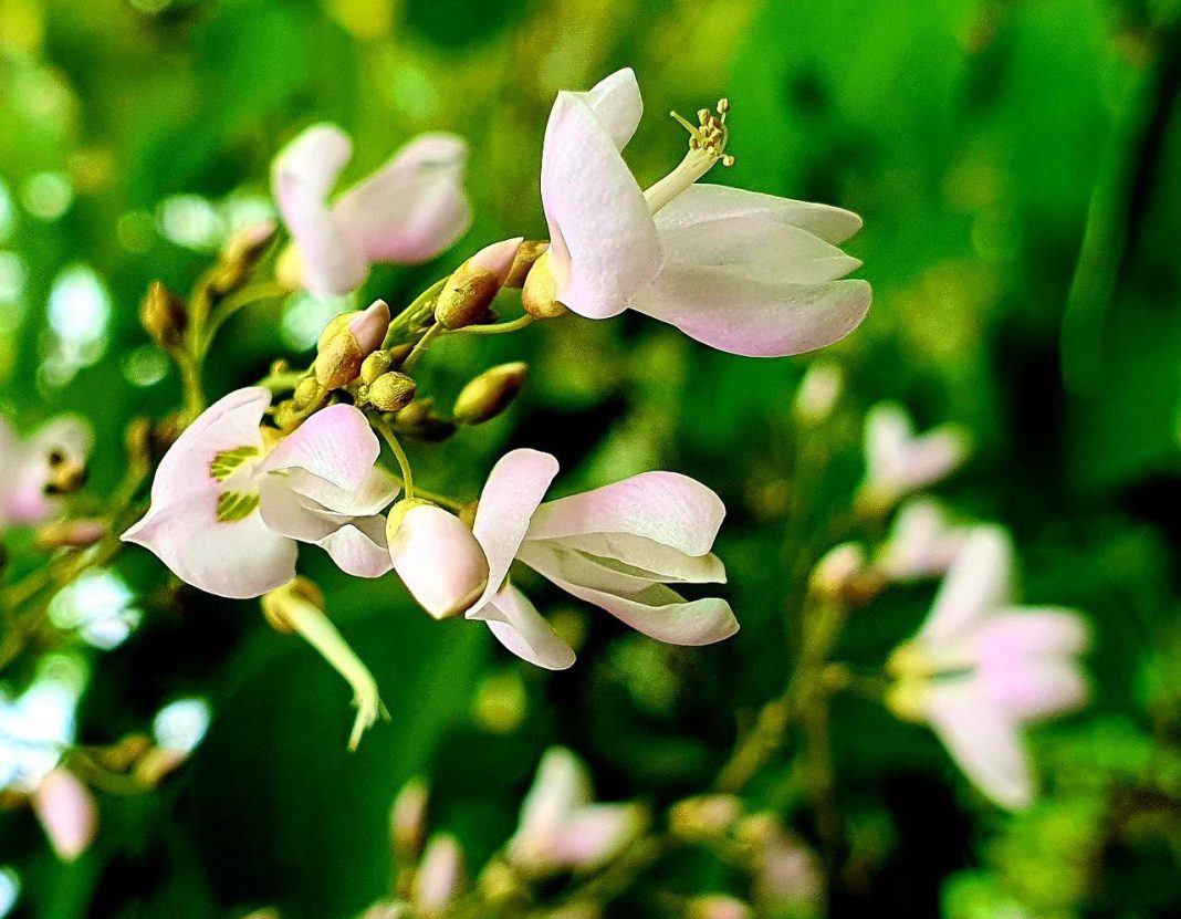 На заповедных землях Сочи появилась «нищая вошь»: растение известно своими бобами