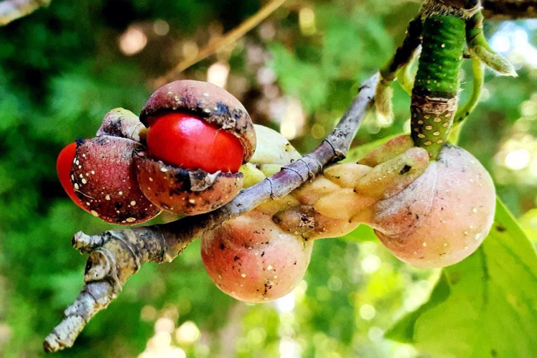 Самобытная магнолия Кобус появилась в дендропарке «Южные культуры»