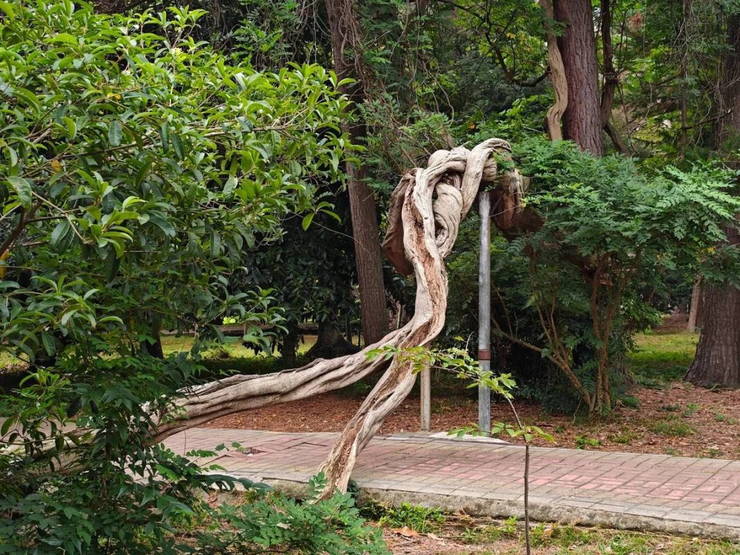 Деревья-старожилы вместо детских качелей: посетителям парка «Дендрарий» напомнили о правилах поведения