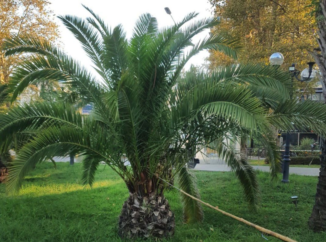 В Сочи началась осенняя обработка пальм от вредителей