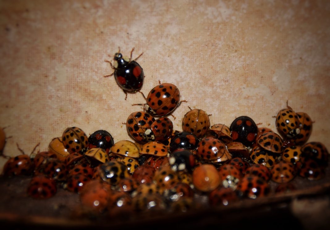 Угроза из сада: в Сочи зафиксирована массовая миграция ядовитых божьих коровок