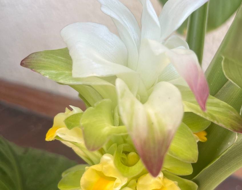 Восточная гостья: в Сочи цветет целебная куркума