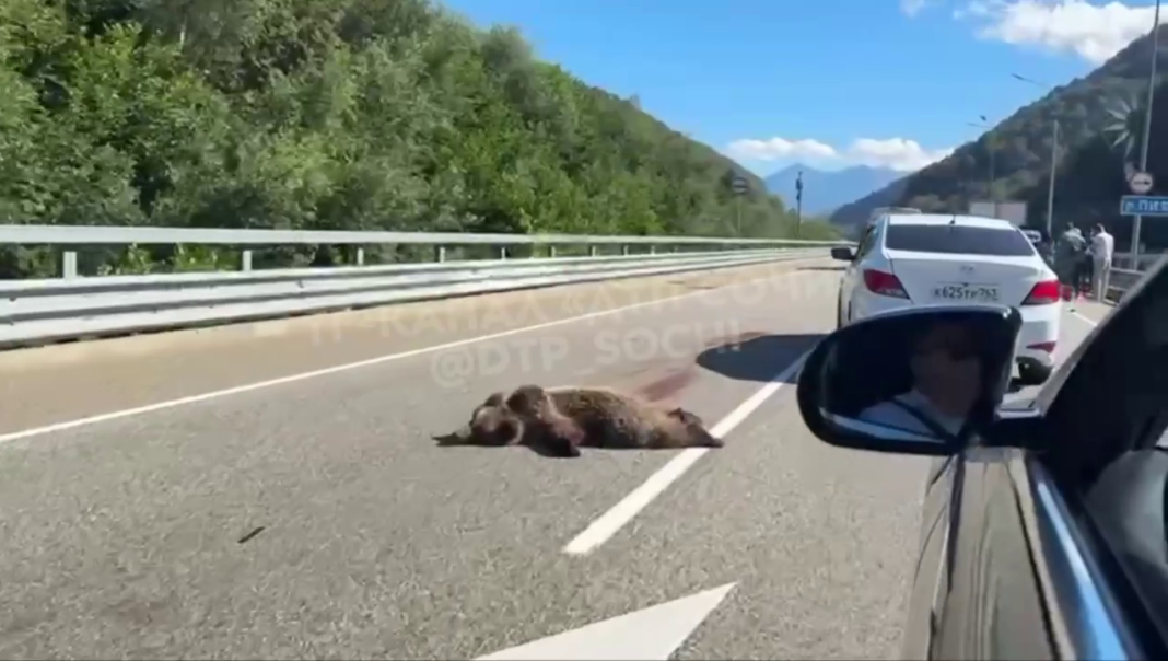 Маленькая трагедия на большой трассе: в Сочи автомобиль сбил медвежонка
