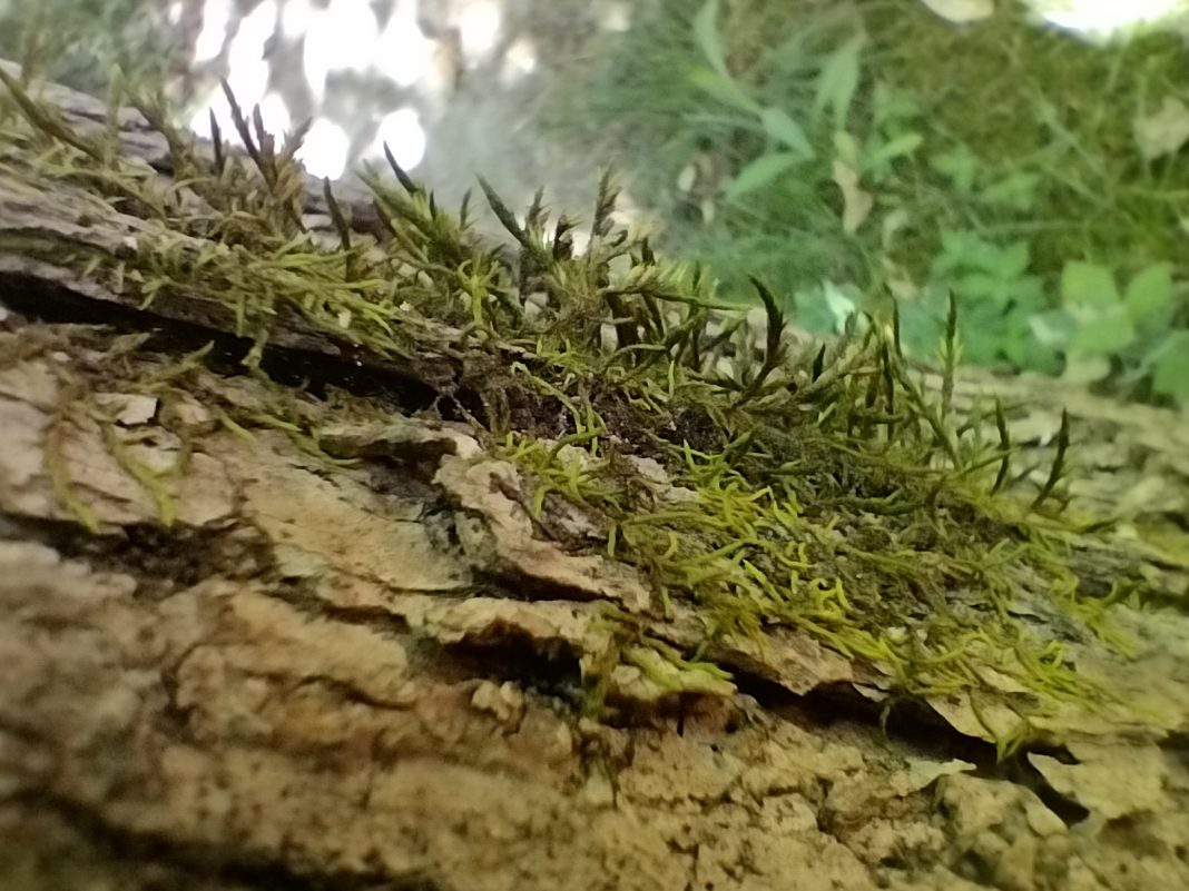 Ученые обнаружили редкий краснокнижный мох в дендропарке «Южные культуры»