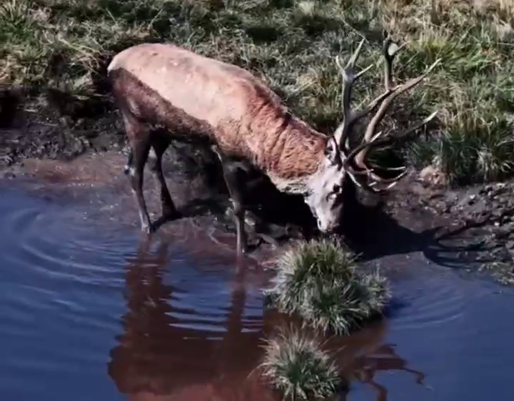Готов к бою: мощный олень замечен в горах Сочи перед брачными схватками
