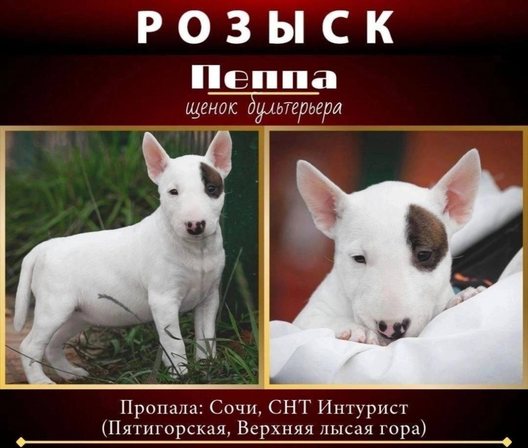 Фигурантку дела о краже в Сочи бультерьера Пепы нашли в Петербурге