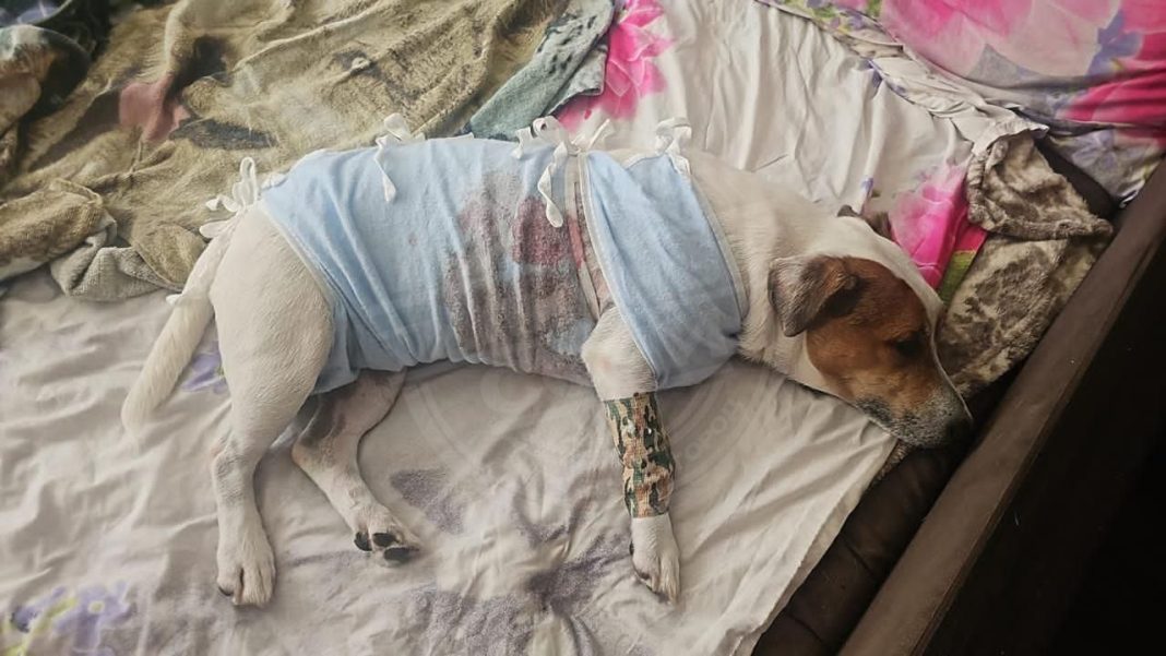 Бездомный алабай в Адлере напал на женщину с собакой