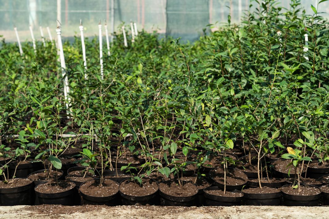 В Сочи проведут перевалку 4 тысяч саженцев чая для выведения новых сортов