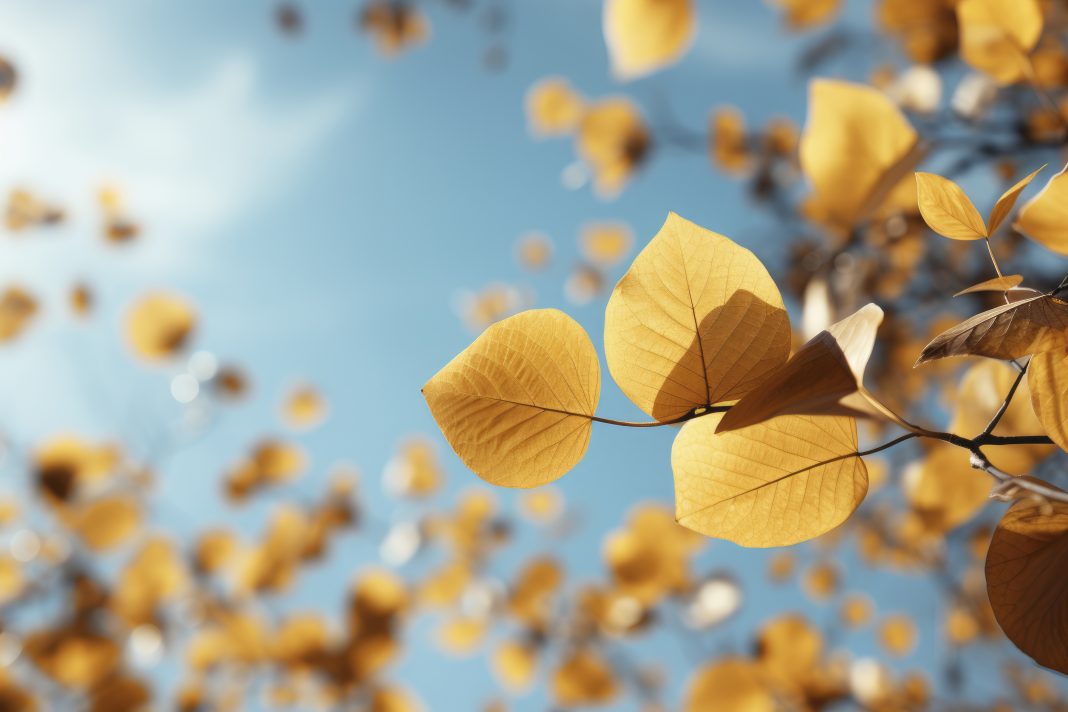 Вильфанд: в Сочи ожидается комфортное похолодание к пятнице до +21°C