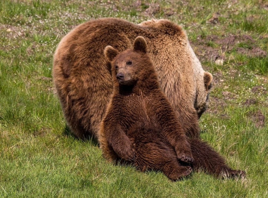 Правила выживания: что делать при внезапной встрече с медведем в Сочи