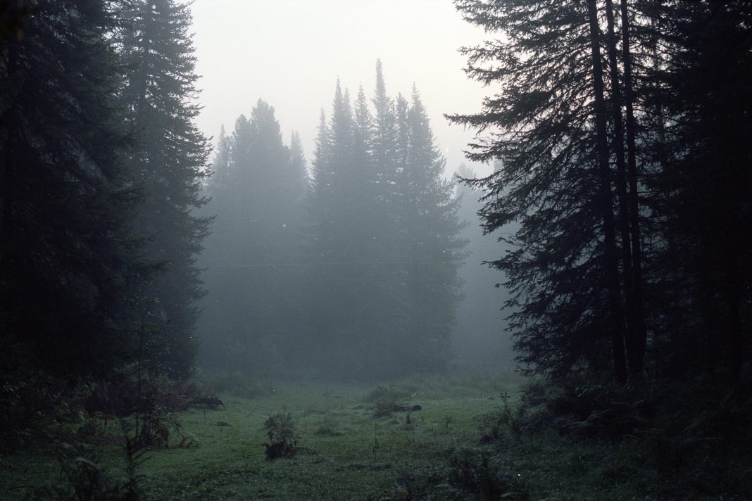 Нечеловеческие зверства: туристы из Мезмая обнаружили в лесу отрезанные лапы медведей и повешенного кабана