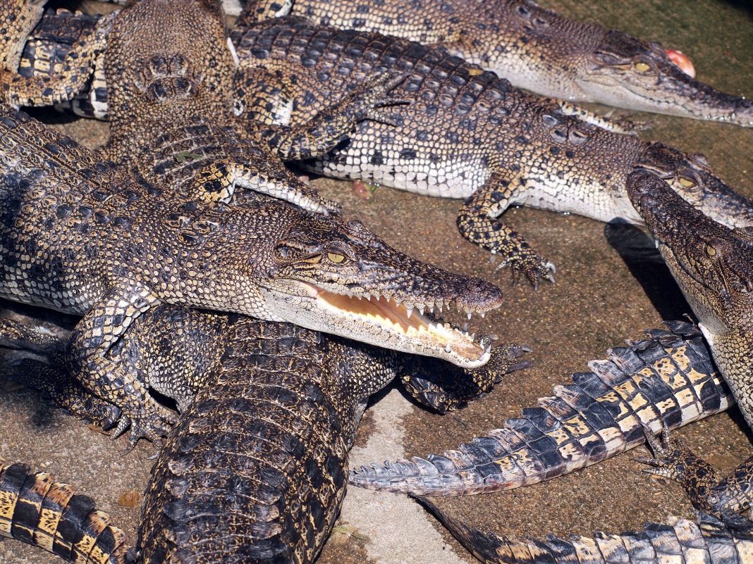 28 крокодилов и черепаха погибли при пожаре в зоопарке Ейска