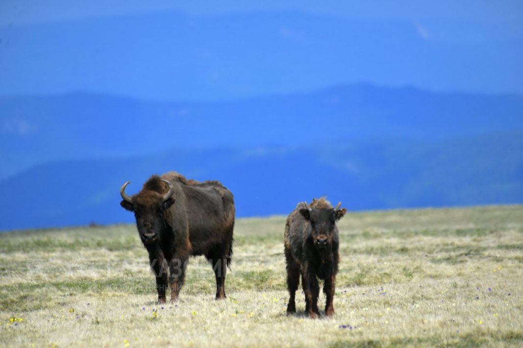 До 960 особей: в Кавказском заповеднике провели летний учет зубров
