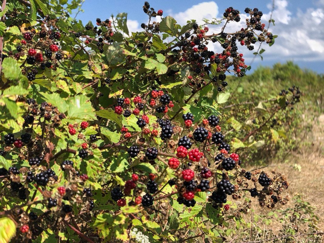 Витаминный клад: в Сочинском нацпарке рассказали, какие ягоды можно собирать осенью