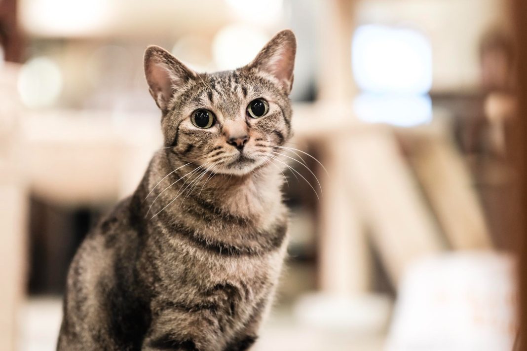 В Сочи проходит вакцинация домашних животных от бешенства