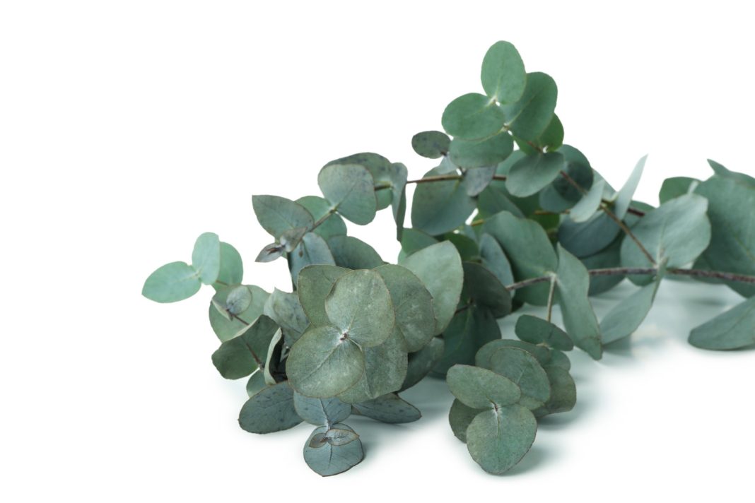 62 кг эвкалипта пытались ввезти в Сочи из Абхазии незаконно