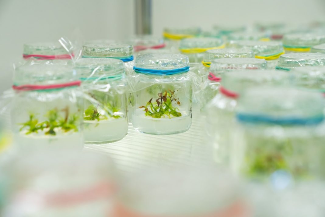 В Сочи существует уникальный «банк генов» чая: он хранится в Субтропическом центре РАН