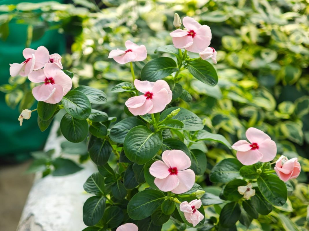 Эксклюзив из питомников: сочинский «Дендрарий» приглашает на зеленую ярмарку