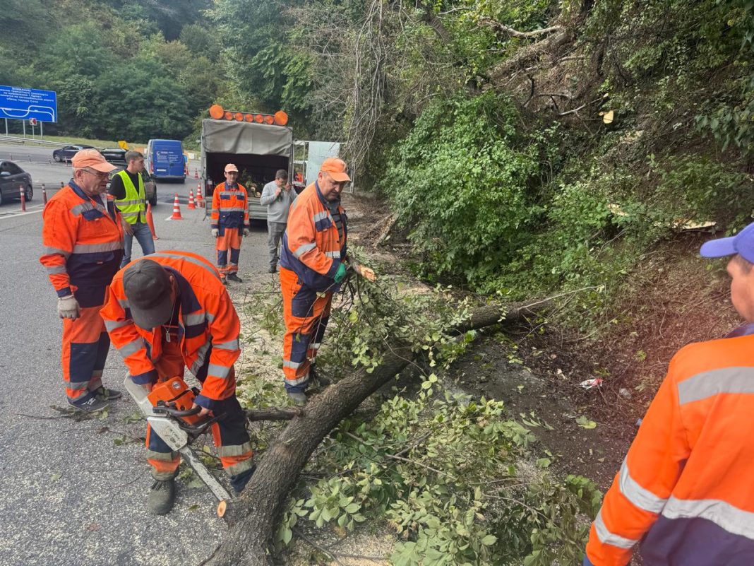 На Батумском шоссе в Сочи ведутся работы по уборке поваленного дерева
